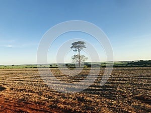 Alone tree in plowed plantation photo