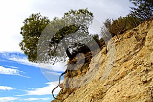 Alone tree on the rock
