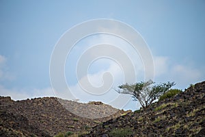 Alone tree on the rock against blue sky