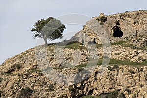 alone tree on the rock, alone green tree on the mountain