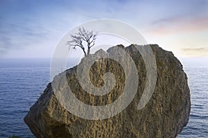 Alone tree on rock in sea