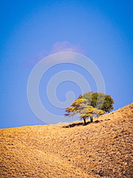 Alone tree in savana
