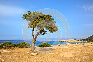 Alone tree on sea background