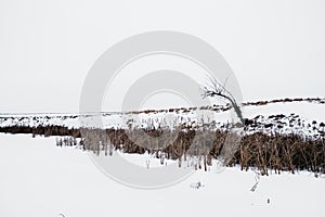 Alone tree on a shore of frozen lake in winter.