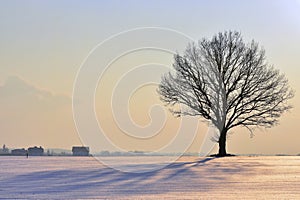 Alone tree silhouette , colorful winter sunset. Lithuania