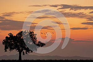 Alone Tree Silhouette Sunset or Sunrise