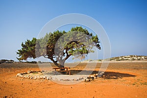 Alone tree in stone desert