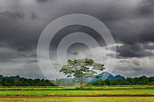 Alone tree in the storm on meadow. Tree in full leaf in summer standing alone in a field against a steel grey stormy sky.