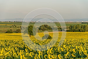 Alone tree in the sunflower field