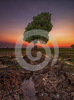 Alone tree at sunset view river land