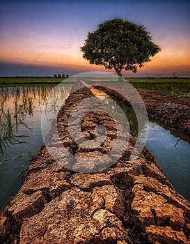 Alone tree at sunset view river land