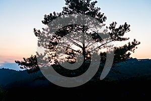 Alone tree on a top of rock
