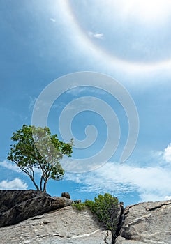 Alone tree on the top of stone mountain with beautiful sun halo