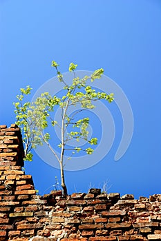 Alone tree on the wall