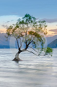 Alone Tree in Wanaka water lake