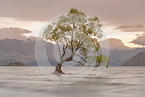 Alone tree in water lake with mountain background