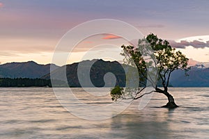 Alone tree on water lake, Wanaka South Island