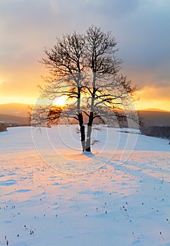 Alone tree in winter sunrise landscape - nature