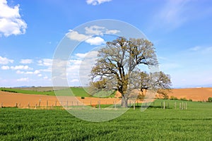 Alone tree - 300 year old Oak photo