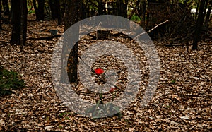 Alone tulip at Chernobyl exclusion zone, Ukraine