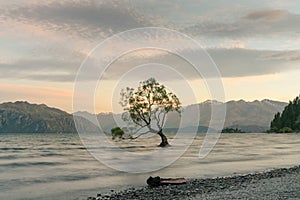 Alone Wanaka tree over water lake, New Zealand