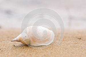 Alone white shell on a sand beach. Close-up.