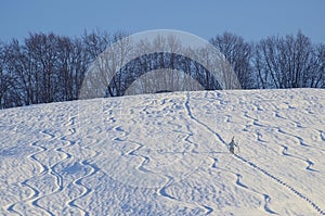 Alone, in the white snow.