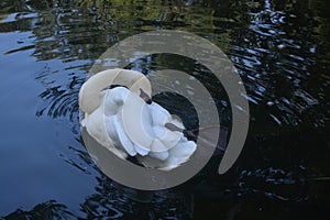 Alone white swan on lake cleans his feathers.