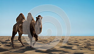 Alone wild camel in sandy desert