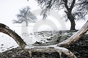 Alone winter tree in Norway. Original cold wallpaper