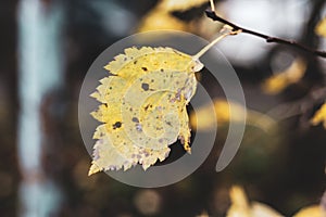 Alone yellow birch leaf on blur forest background