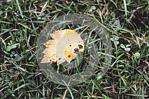 Alone yellow birch leaf lying on green wet grass