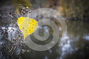 Alone yellow leaf of aspen on a dark background of the river. Au