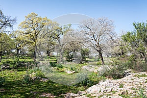Alonei Abba nature reserve at Spring