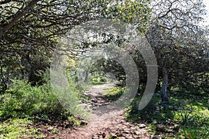 Alonei Abba nature reserve at Spring