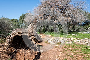 Alonei Abba nature reserve at Spring