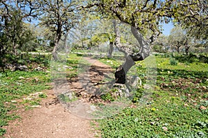 Alonei Abba nature reserve at Spring
