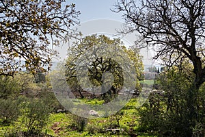 Alonei Abba nature reserve at Spring