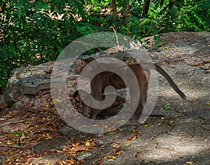 Alonely monkey in the forest