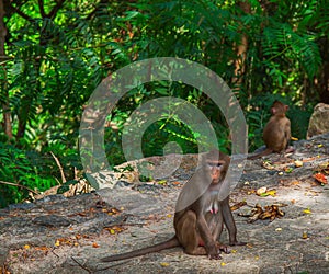 Alonely monkey in the forest.