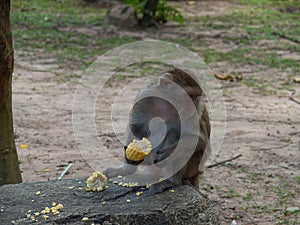 Alonely monkey in the forest .