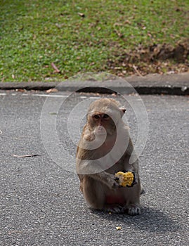 Alonely monkey in the forest .