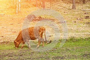 Along brown cow chewing grass against a green field