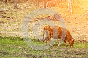 Along brown cow chewing grass against a green field