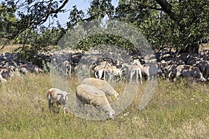 Along the Elbe cycle path through Saxony-Anhalt. Flocks of sheep keep the grass short