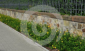 Along the fence with a brick foundation is a flower bed with St. John`s wort bushes. The forged black fence is overgrown with horn