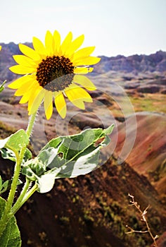 Wildflower, desert, sunshine, yellow, Badlands