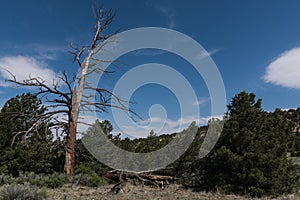 Along the Largo trail near Quemado lake, southwest N.M