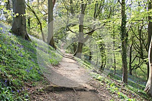 Along The Path Where Bluebells Grow