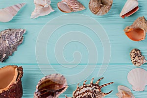 Along the perimeter are different sea shells on turquoise background.